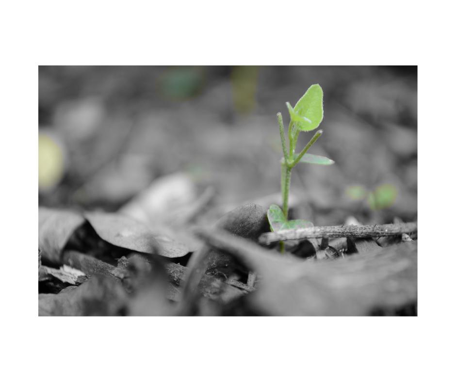 Mind + Momentum Core 6 | Life + Mindset | Root + Mei | Services